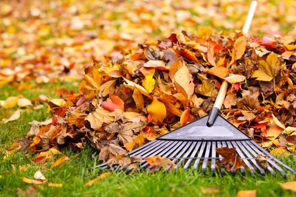 Cost of Leaves Removal in Brownsburg