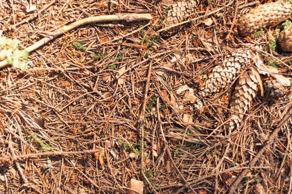 Cost of Pine Needles Removal in Brownsburg