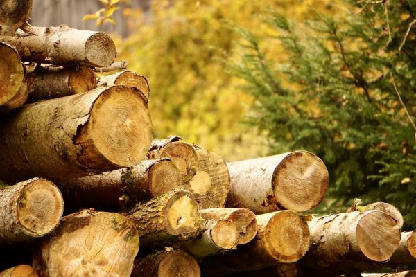 Cost of Wood Pile Removal in Brownsburg