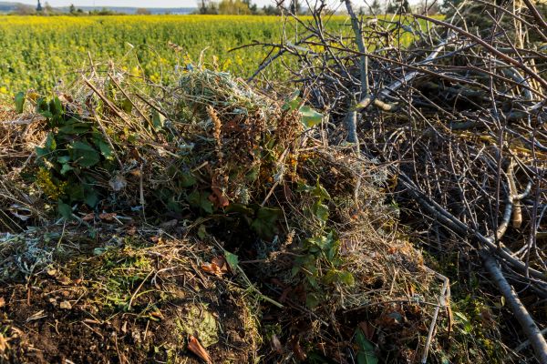 Cost of Brush Disposal in Brownsburg