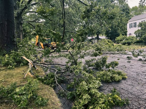 Cost of Tree Branch Disposal in Brownsburg