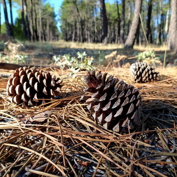 Cost of Pine Cone Removal in Brownsburg