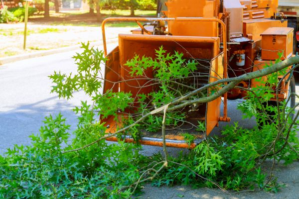 Cost of Tree Branches Removal in Brownsburg