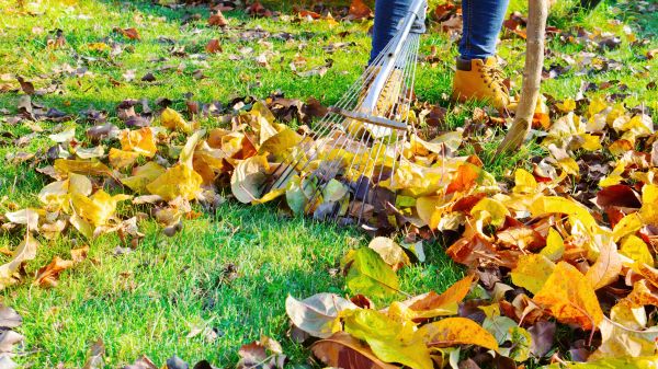 Cost of Lawn Cleanup Service in Brownsburg